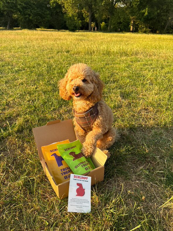 Freeze Dried Raw Trout Treats