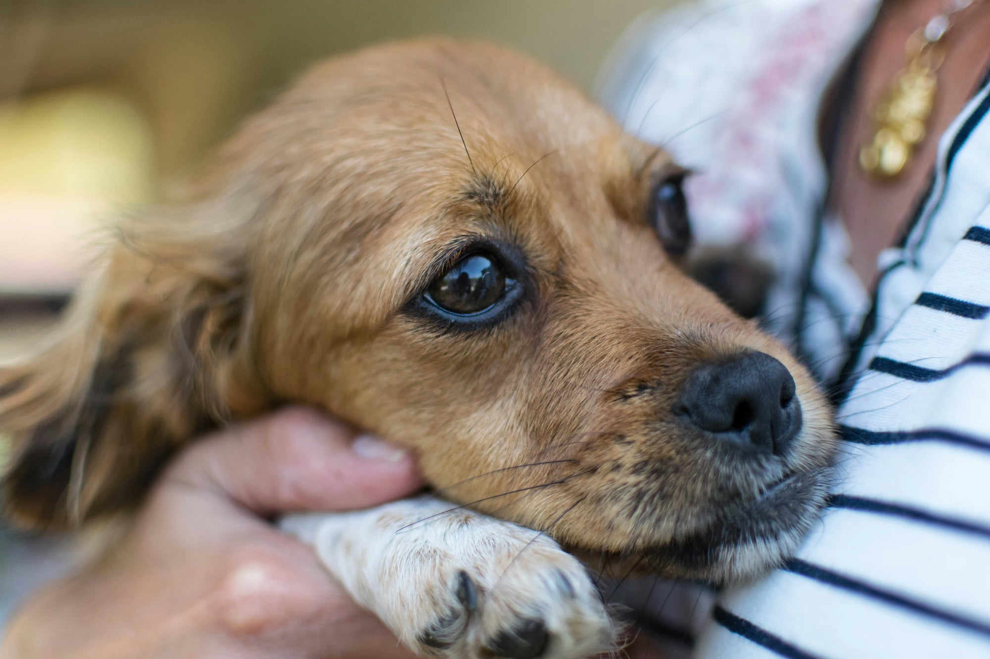HELPING YOUR ANXIOUS DOG THROUGH FIREWORKS SEASON: A GUIDE FOR PET PARENTS