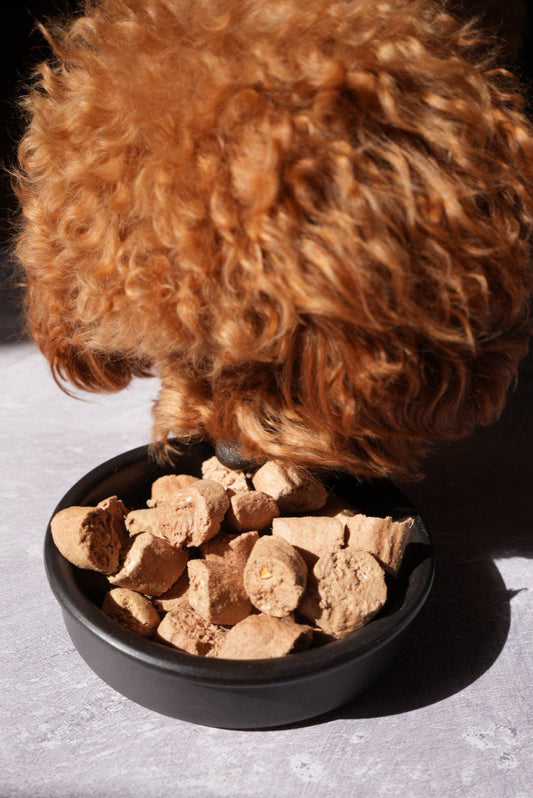 Kibble vs Freeze Dried: The Delicious Debate for the Best Dog Food