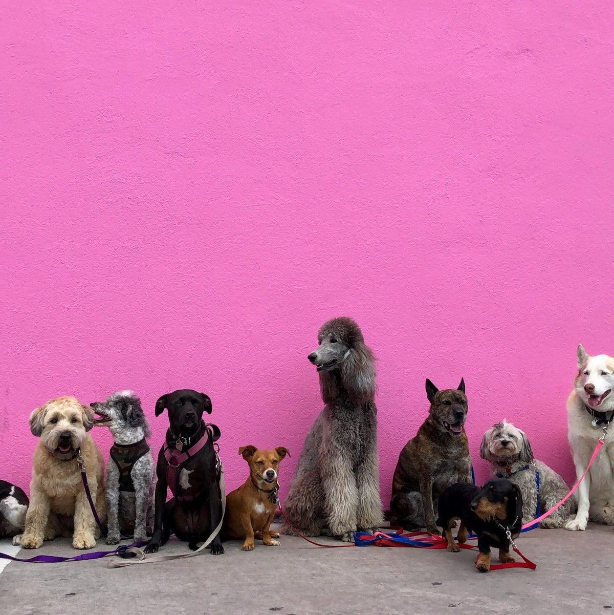 The Benefits of Air-Dried Dog Food (And Why We're Obsessed With It)