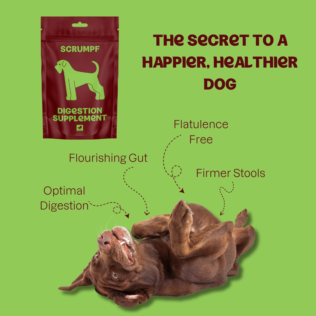 DIGESTION SUPPLEMENT